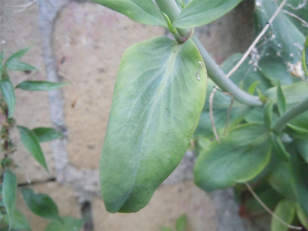 Centranthus ruber